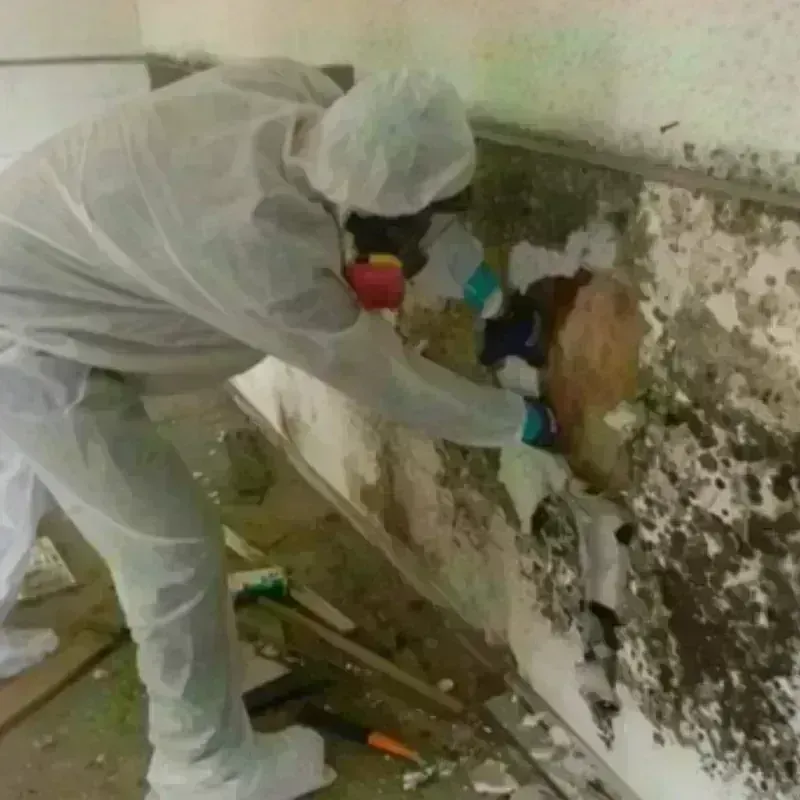 Mold Remediation and Removal in Baltimore, OH